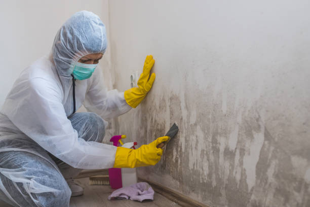 Best Attic Mold Removal  in Wilmington Island, GA