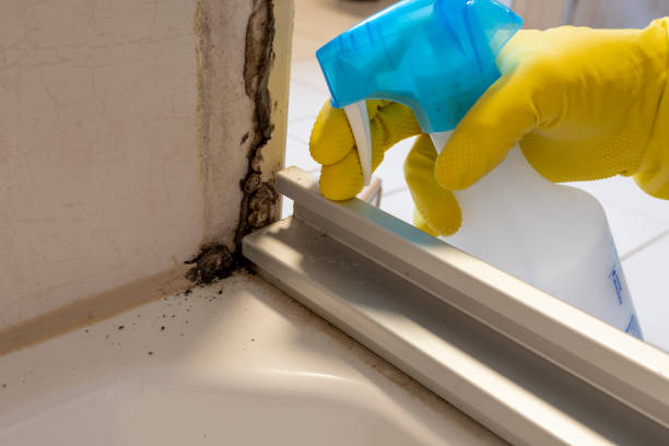Best Certified Mold Removal  in Wilmington Island, GA