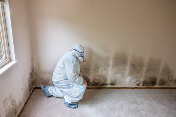 Best Commercial Mold Removal  in Wilmington Island, GA