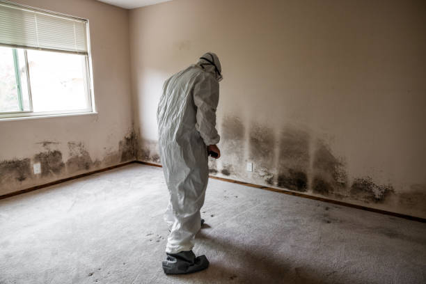 Professional Mold Removal in Wilmington Island, GA