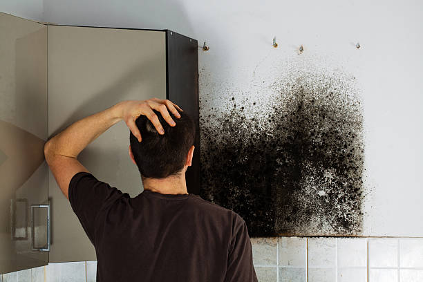 Best Same-Day Mold Removal  in Wilmington Island, GA